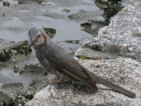 藤前干潟の野鳥観察