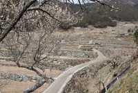 四谷の千枚田
