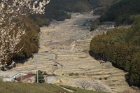 四谷の千枚田