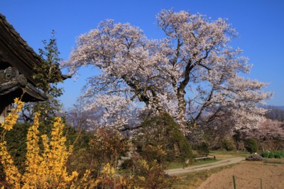 松源寺の桜　9