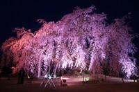 麻績の里舞台桜 12