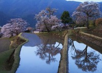 三多気の桜