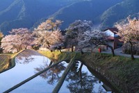 三多気の桜