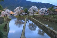 三多気の桜