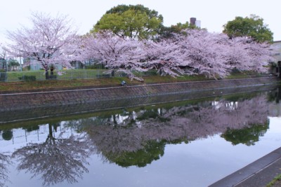 荒子川公園の桜