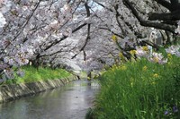 岩倉五条川の桜