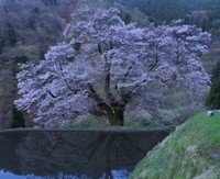 駒つなぎの桜 1-2