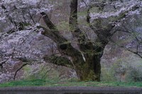 駒つなぎの桜 1-2