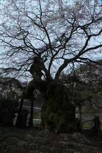 清南寺の枝垂れ桜 24