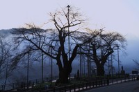 荘川桜