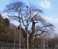 荘川桜