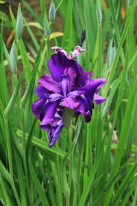 花菖蒲