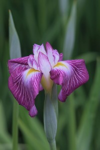 花菖蒲