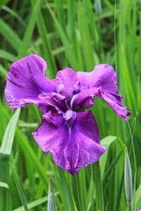 花菖蒲