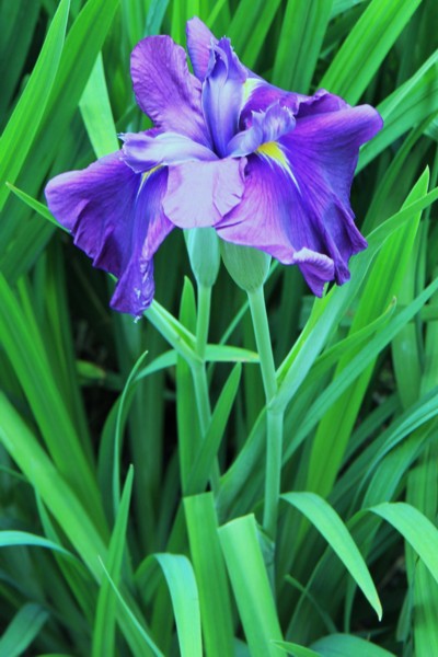 花菖蒲