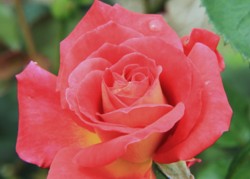 花菖蒲