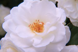 花菖蒲
