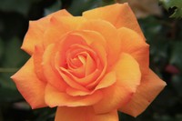 花菖蒲