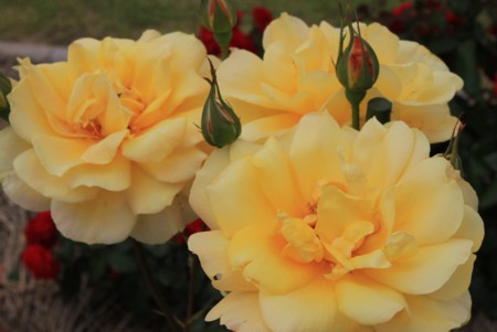 花菖蒲