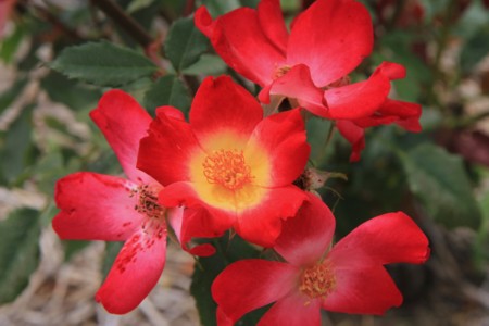 花菖蒲