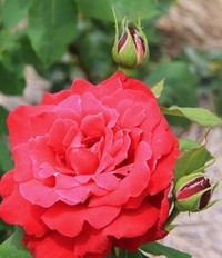 花菖蒲