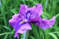 花菖蒲