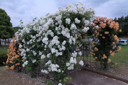 花菖蒲