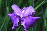 花菖蒲