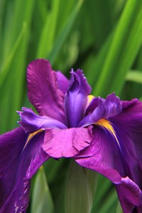 花菖蒲
