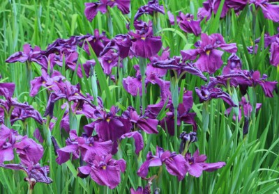花菖蒲