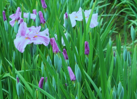 花菖蒲