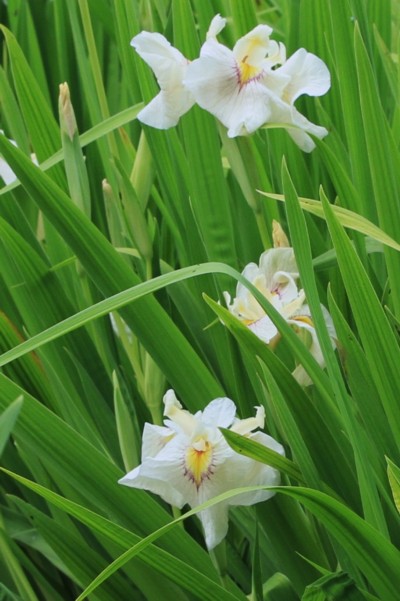 花菖蒲