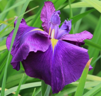 花菖蒲