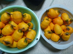 秋の味覚