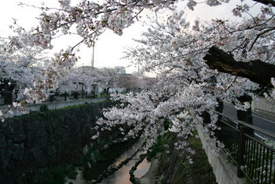 桜前線　山崎川