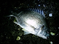 連日チヌ釣れてます・・・・・・・・・・・・・・・・・・