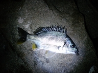 連日チヌ釣れてます・・・・・・・・・・・・・・・・・・