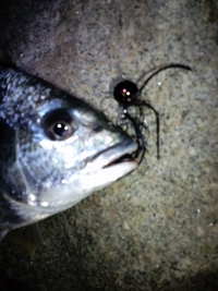 連日チヌ釣れてます・・・・・・・・・・・・・・・・・・