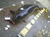 コ式で鯉釣り・・・・・・・・・・・・・・・・・・