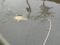 コ式で鯉釣り・・・・・・・・・・・・・・・・・・