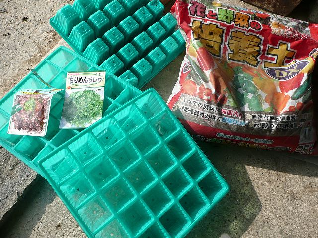 サニーレタスの種まき