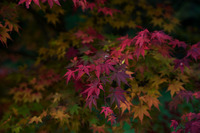 段戸湖 ~hito編~