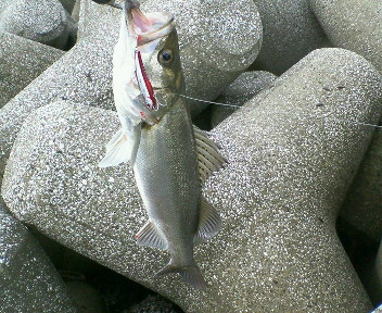 3連釣行〜後半〜