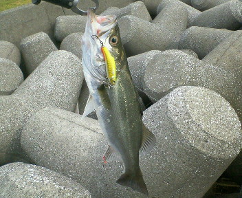 3連釣行〜後半〜