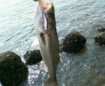 3連釣行〜後半〜