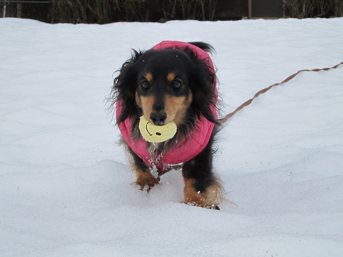 再び雪遊び～♪