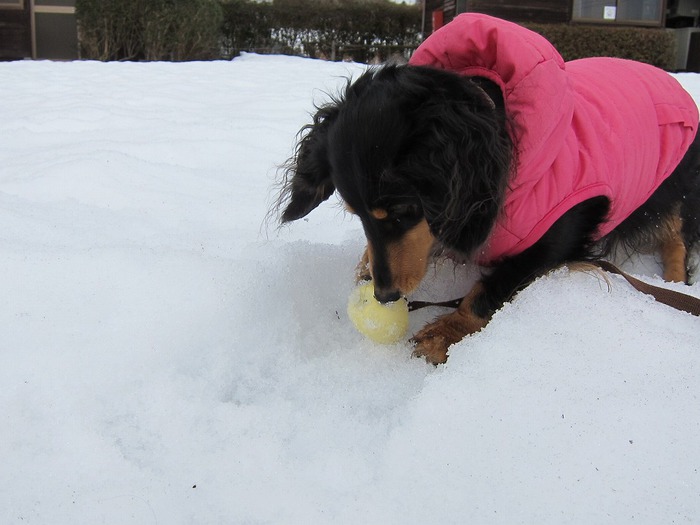 再び雪遊び～♪