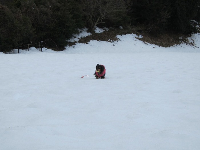 再び雪遊び～♪