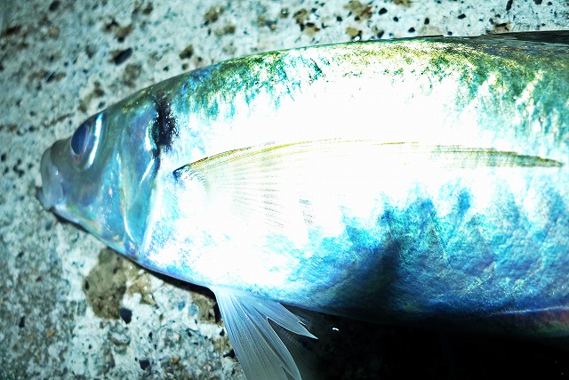 釣り納め メバル爆釣