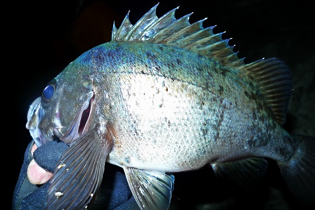 釣り納め メバル爆釣